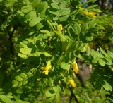 Caragana arborescens