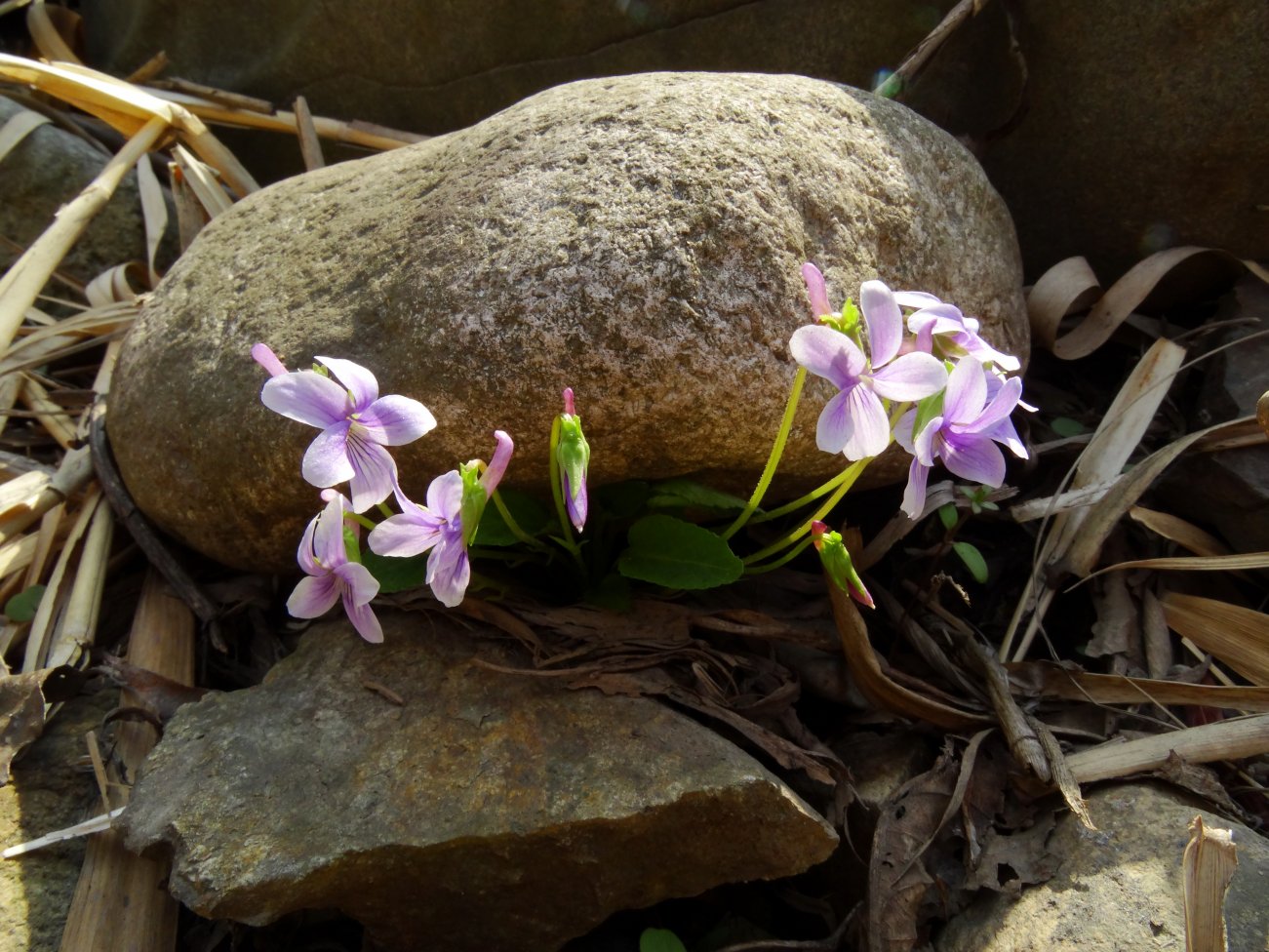 Изображение особи Viola hirtipes.