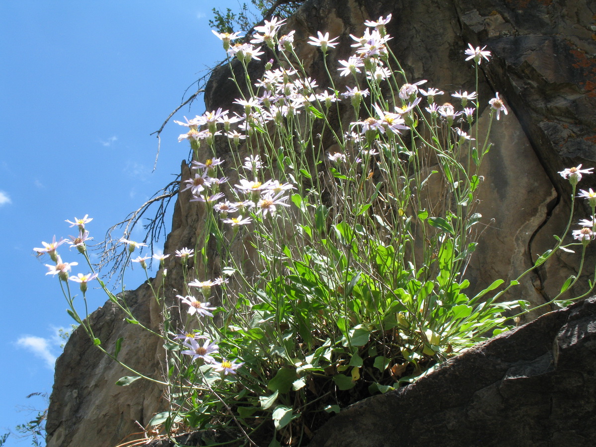 Изображение особи Rhinactinidia limoniifolia.