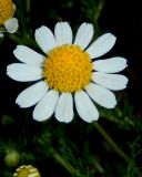 Anthemis cotula