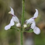 род Stachys