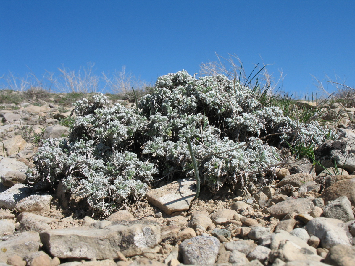 Изображение особи Artemisia compacta.