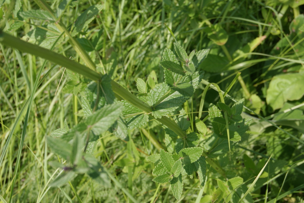 Image of Nepeta nuda specimen.