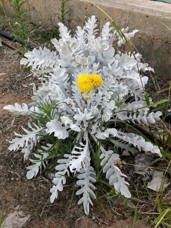 Изображение особи Centaurea cineraria.