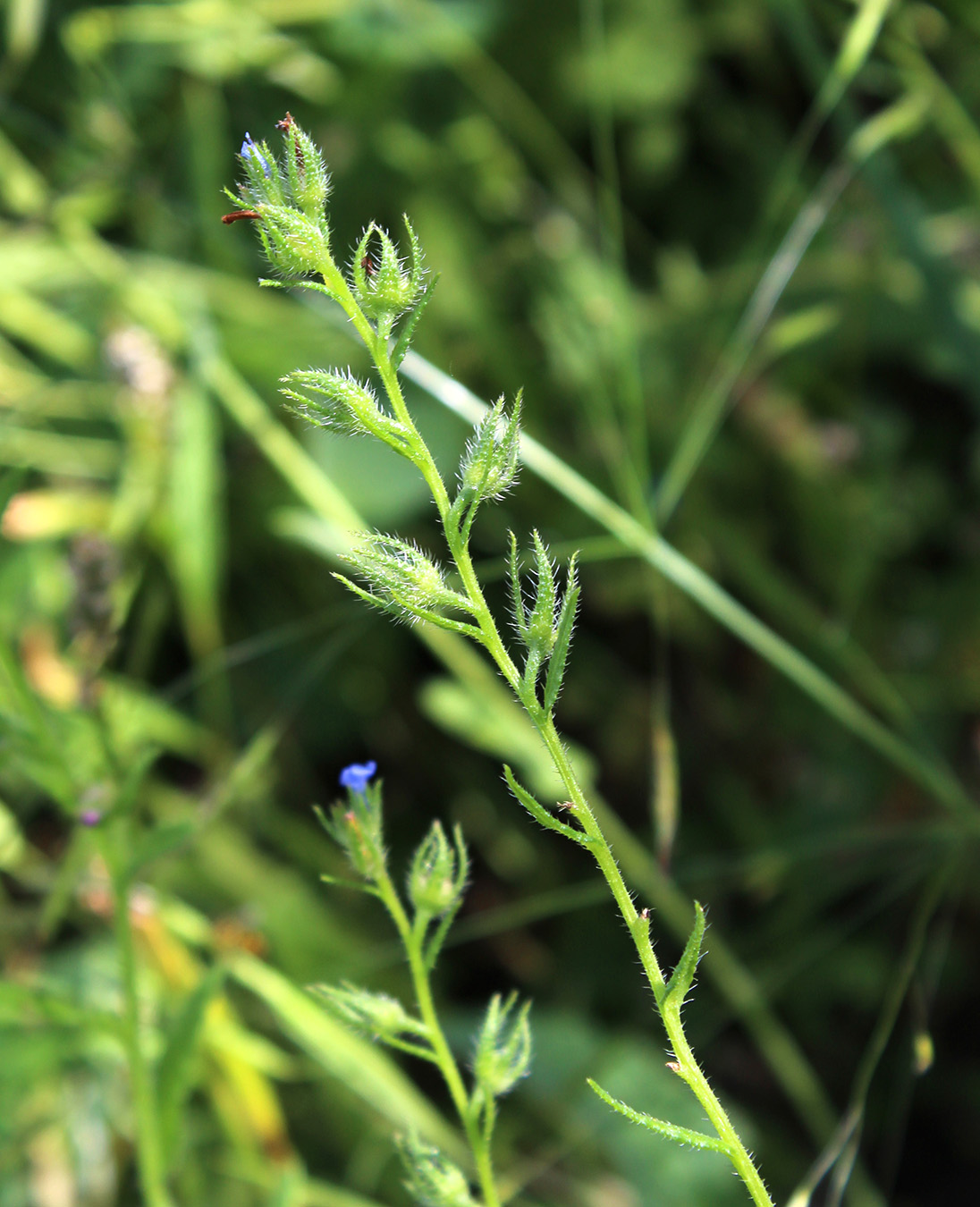 Изображение особи Lycopsis orientalis.