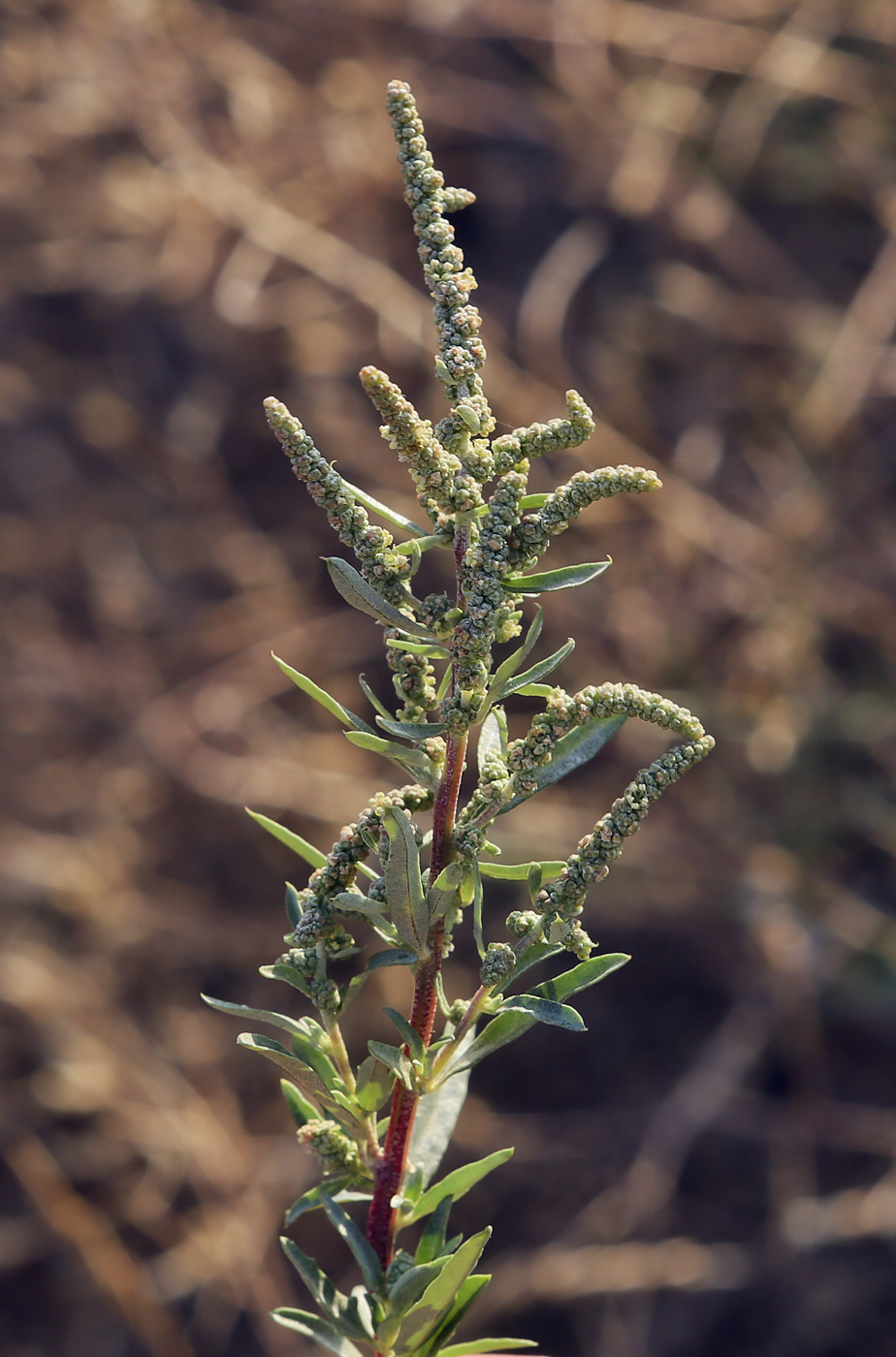 Изображение особи род Chenopodium.