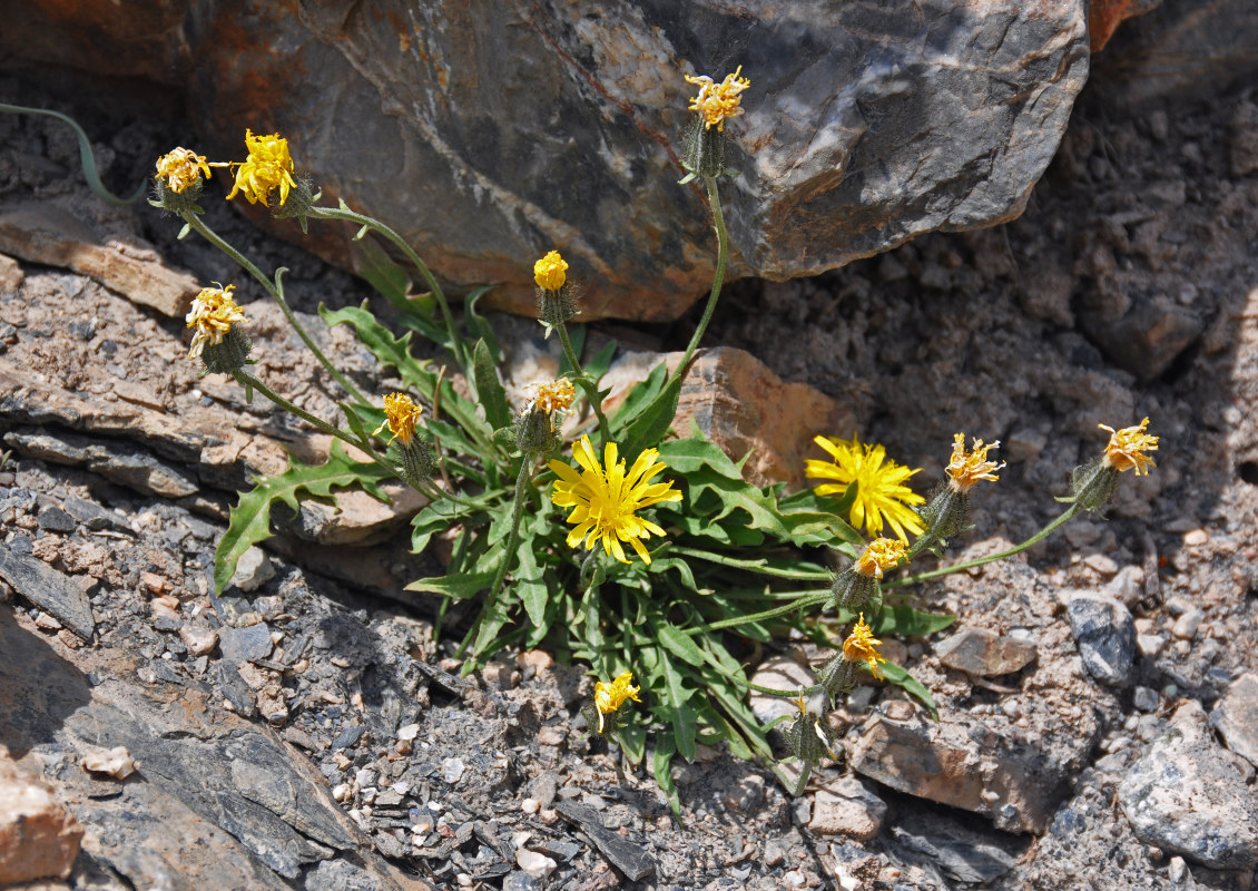 Изображение особи Crepis oreades.