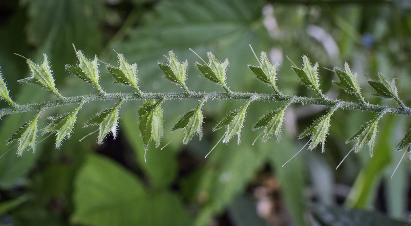 Изображение особи Symphytum caucasicum.