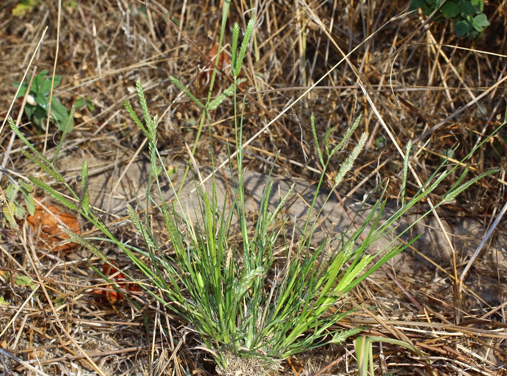 Изображение особи Eleusine indica.