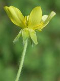 Ranunculus oxyspermus. Цветок. Узбекистан, г. Ташкент, Актепа Юнусабадская. 19.04.2014.