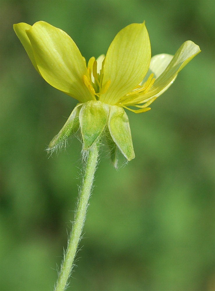 Изображение особи Ranunculus oxyspermus.