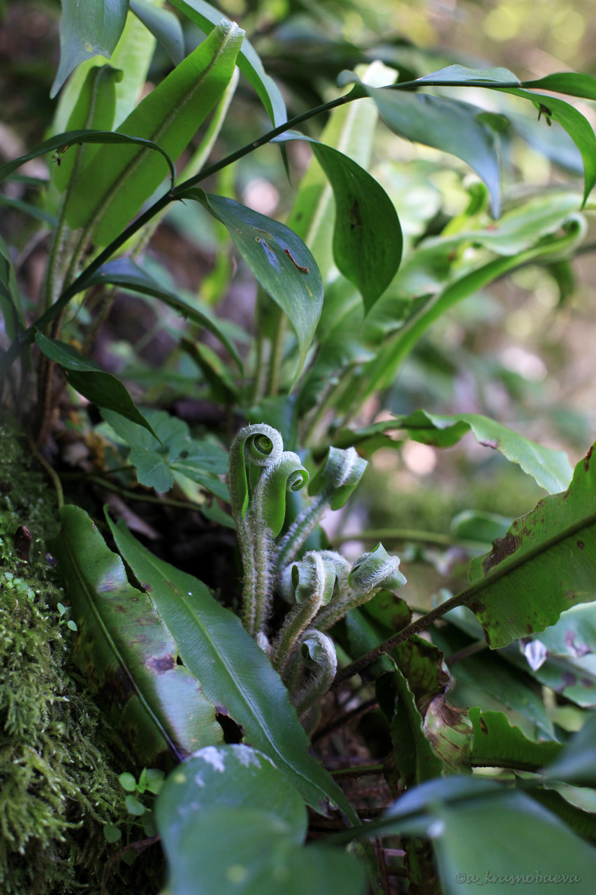 Изображение особи Phyllitis scolopendrium.