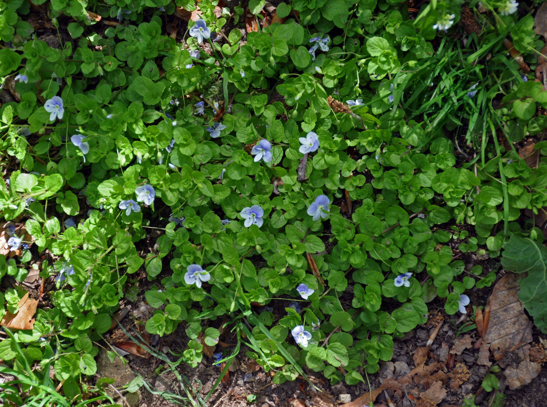 Изображение особи Veronica filiformis.