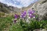 Vicia sosnowskyi. Цветущие растения. Кабардино-Балкария, Эльбрусский р-н, средняя часть долины р. Терскол. 24 мая 2013 г.