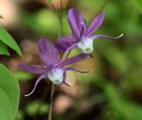 Epimedium macrosepalum