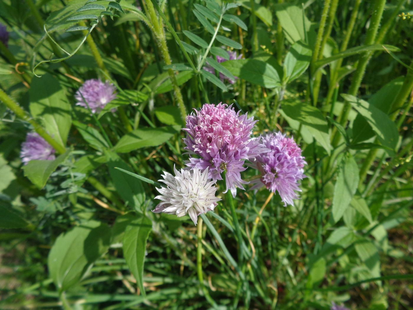 Image of Allium schoenoprasum specimen.