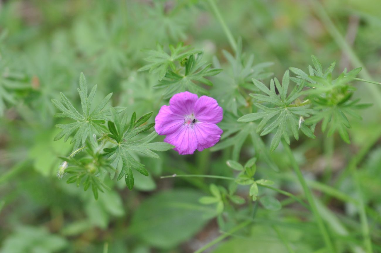 Изображение особи Geranium sanguineum.