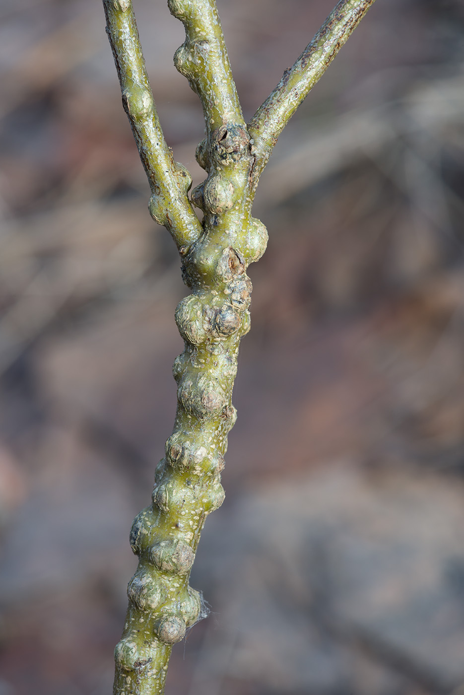 Изображение особи Chamaecytisus ruthenicus.