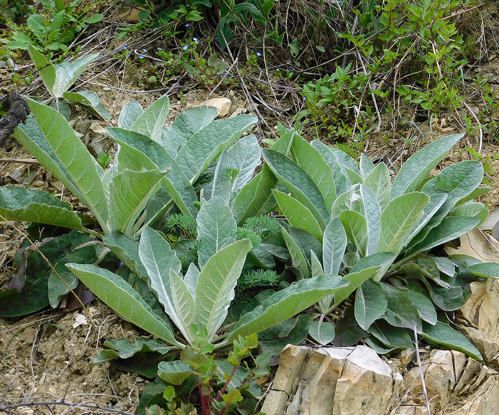Изображение растения Verbascum gnaphalodes.