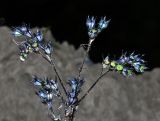 Amethystea caerulea. Верхушка плодоносящего растения. Республика Алтай, Чемальский р-н, урочище Чечкыш, долина р. Катунь, пустырь. 11.09.2010.