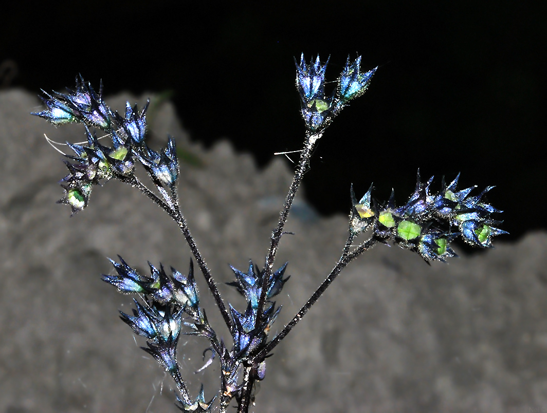 Изображение особи Amethystea caerulea.