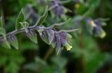 Nonea flavescens