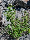 Rubus idaeus