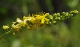 род Agrimonia. Соцветие с завязавшимися плодами. Приморский край, Уссурийский гор. округ, окр. с. Монакино, поляна в широколиственном редколесье. 13.07.2022.