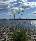 Papaver lapponicum. Цветущее и плодоносящее растение. Магаданская обл., Ольский р-н, окр. пос. Гадля, р. Ола, галечник. 07.08.2021.