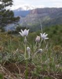 Pulsatilla violacea