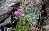 Dianthus versicolor. Цветущее растение. Красноярский край, Шушенский р-н, берег р. Енисей в окр. устья р. Голубая, каменистый склон. 10.06.2022.