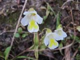 Pinguicula alpina