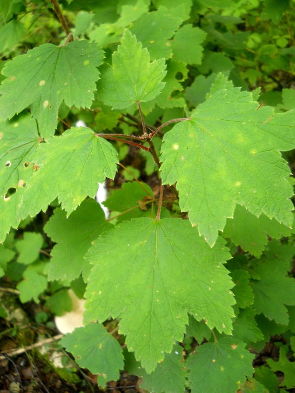Изображение особи Ribes hispidulum.