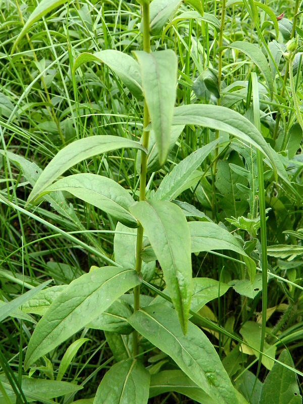 Image of Inula salicina specimen.
