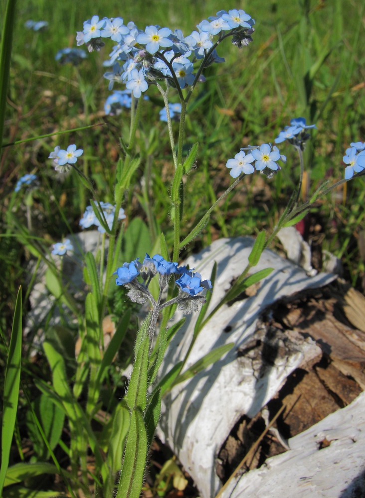 Изображение особи Myosotis popovii.