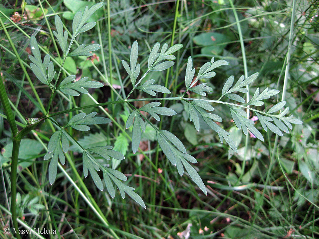 Изображение особи Thyselium palustre.