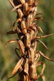 Dactylorhiza incarnata. Часть соплодия. Ленинградская обл., Гатчинский р-н, окр. пос. Пудость, травяное болото в старом известняковом карьере. 09.09.2012.