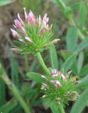 Trifolium leucanthum. Отцветающие соцветия. Крым, Ялта, Грузпорт, выбитый участок с рудеральной растительностью. 29 апреля 2013 г.