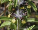 Sideritis montana