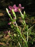 Centaurium подвид turcicum