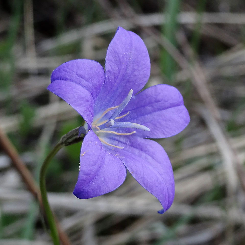 Изображение особи Campanula wolgensis.