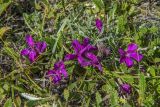 Dianthus repens