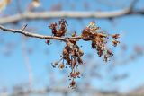 Ulmus laevis. Соцветия. Узбекистан, Ташкентская обл., зап. отроги Чаткальского хр., ур. Чимган, склон горы Кызылджар. 22.04.2014.