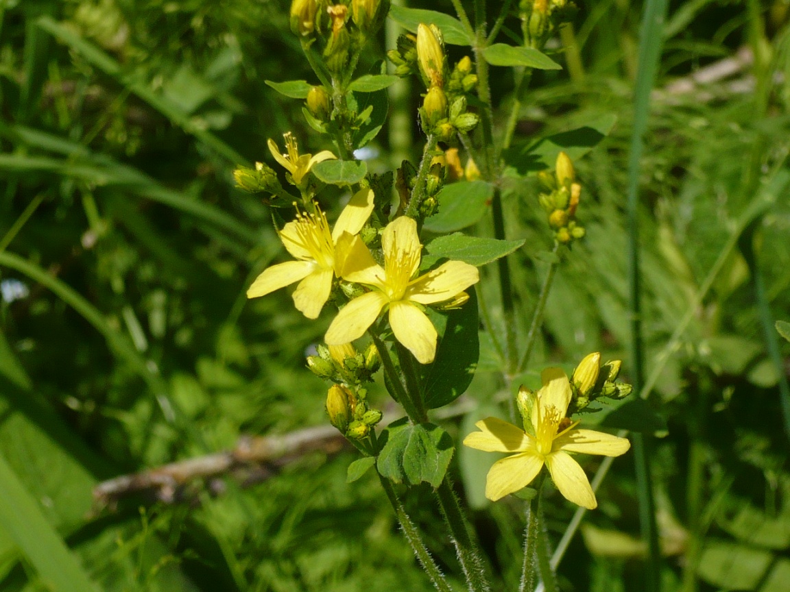 Изображение особи Hypericum hirsutum.