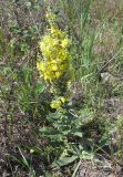 Verbascum banaticum. Цветущее растение. Крым, Судакский р-н, окр. пос. Морское. 29.06.2014.