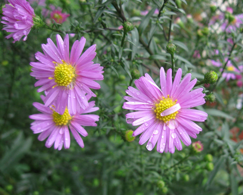 Изображение особи Symphyotrichum &times; versicolor.