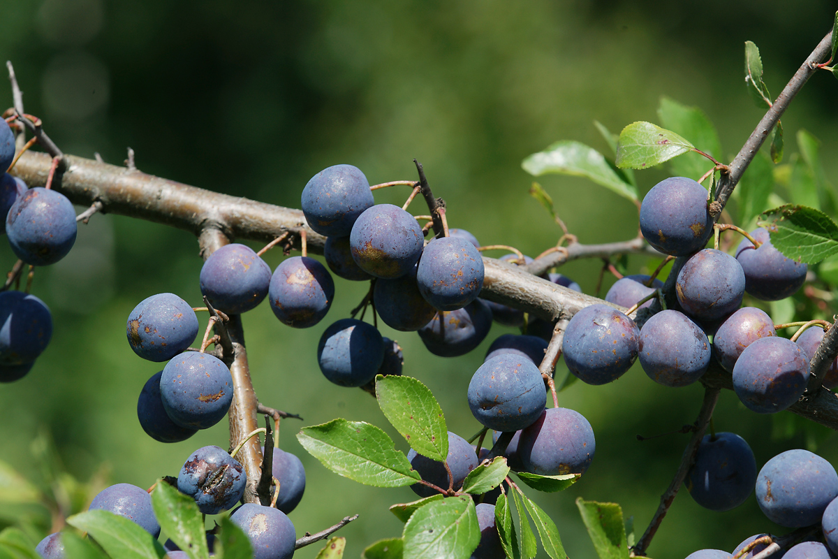 Изображение особи Prunus spinosa.