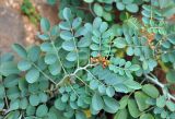 Indigofera coerulea. Верхушка побега с соцветием и плодом. Сокотра, плато Хомхи, сухой каменистый склон. 29.12.2013.