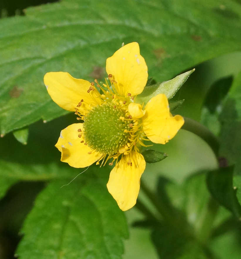 Изображение особи Geum aleppicum.