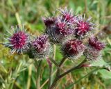 Arctium tomentosum. Верхушка веточки с соцветиями. Ленинградская обл., Кировский р-н, западнее ст. Ивановская, у железной дороги. 18.07.2008.